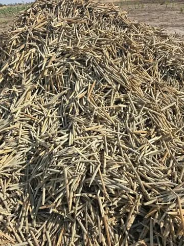 Récolte de mil : épis en tas après la moisson