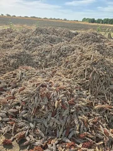 Récolte de sorgho : panicules en tas dans le champ