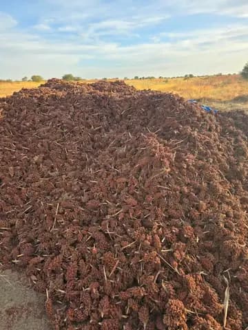 Récolte de sorgho rouge : tas de panicules prêt pour le battage