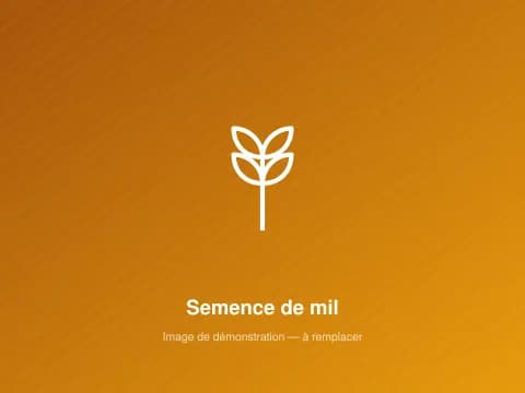 Semence de mil