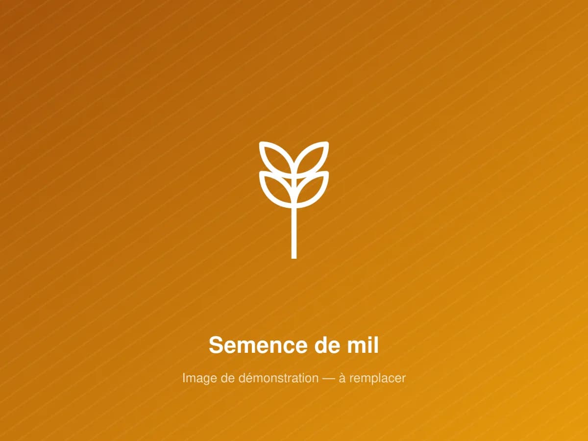 Semence de mil