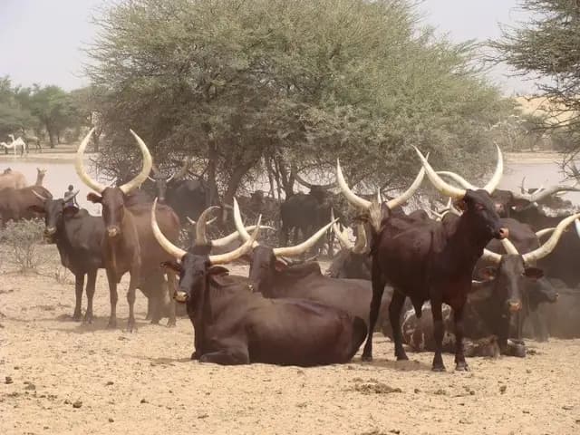 Troupeau bovin à l'ombre, près d'un point d'eau
